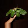 plant/Hoya Villosa-0-thumbnail