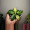 plant/Hoya Carnosa Brazil-1-thumbnail