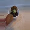 plant/Variegated Melano!-0-thumbnail