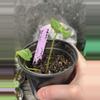 plant/Anthurium Selby’s Silver X Forgetii Silver-1-thumbnail