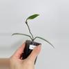 plant/Hoya Wilbur Graves China 0440-1-thumbnail