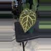 plant/Anthurium Brielle-1-thumbnail