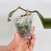 plant/Hoya Latifolia Silver 0543-2-thumbnail
