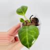 plant/Hoya Obscura Albo (outer var.) 0450-1-thumbnail