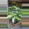 plant/Syngonium albo (growers choice)-0-thumbnail