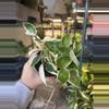 plant/Hoya snowball var. #1-0-thumbnail