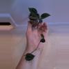 plant/Scindapsus Dark Tricolor!-0-thumbnail