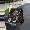 plant/Tezula Anthurium Carla BVEP Butt Cut Rehab-1-thumbnail