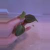 plant/Philodendron Composportianum!-0-thumbnail