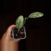 plant/Hoya Waymaniae “Cloudy Sky”-0-thumbnail