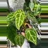 plant/Anthurium Selby’s Silver X Forgetii Silver-1-thumbnail