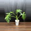 plant/Philodendron Radiatum Variegated-3-thumbnail