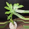plant/Philodendron Radiatum Variegated-1-thumbnail