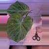 plant/Verrucosum "Melon form!"-0-thumbnail