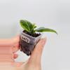 plant/Hoya Obscura Albo (Outer Var.) 0473-1-thumbnail