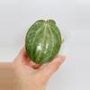 plant/Hoya Latifolia Silver 0543-1-thumbnail