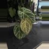 plant/SKG Red Crystal with Offset-0-thumbnail