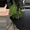 plant/Tezula Anthurium Rioclarense x Pap Ree Gardens Clone-0-thumbnail