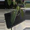 plant/Tezula Anthurium Carla BVEP-2-thumbnail