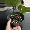 plant/SKG Red Crystal with Offset-2-thumbnail