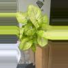 plant/Syngonium kiwi (growers choice but all huge!)-0-thumbnail