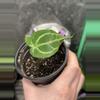 plant/Anthurium Selby’s Silver X Forgetii Silver-0-thumbnail