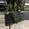plant/Tezula Anthurium Carla BVEP-1-thumbnail