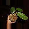 plant/Hoya Villosa-2-thumbnail