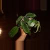 plant/Hoya Villosa-0-thumbnail