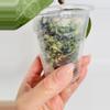 plant/Hoya Latifolia Silver 0543-3-thumbnail