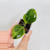plant/Hoya Obscura Albo (Outer Var.) 0473-0-thumbnail