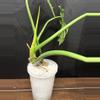 plant/Philodendron Radiatum Variegated-4-thumbnail