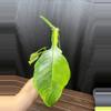 plant/Philodendron Joepii GoG-0-thumbnail