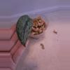 plant/Scindapsus Peasun!-0-thumbnail