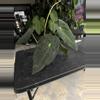 plant/Tezula Anthurium Carla BVEP-3-thumbnail