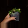 plant/Hoya Carnosa Brazil-2-thumbnail