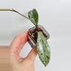 plant/Hoya Wilbur Graves China 0440-0-thumbnail