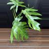 plant/Philodendron Radiatum Variegated-2-thumbnail