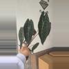plant/Alocasia Sendenii exact plant-0-thumbnail