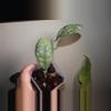 plant/Hoya Waymaniae “Cloudy Sky”-2-thumbnail