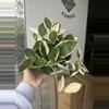plant/Hoya snowball var 6” #2-0-thumbnail
