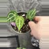 plant/Anthurium Selby’s Silver X Forgetii Silver-0-thumbnail