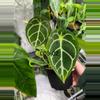 plant/Anthurium Selby’s Silver X Forgetii Silver-2-thumbnail