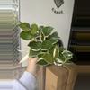 plant/Hoya snowball var 6” #1-0-thumbnail