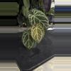 plant/SKG Red Crystal with Offset-1-thumbnail