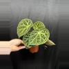 plant/Begonia Ferox-0-thumbnail