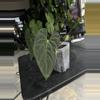 plant/Anthurium Wuhoo First Night  x RC Port-2-thumbnail
