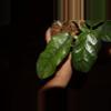plant/Hoya Villosa-1-thumbnail