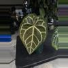 plant/Anthurium Brielle-0-thumbnail
