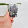 plant/Hoya Obscura Albo (outer var.) 0450-2-thumbnail